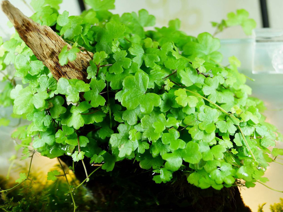 Hydrocotyle Tripartita Japan Kubek 10cm Akwarystyczny24 Pl