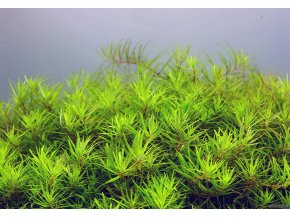 IN-VITRO Limnophila vietnam mini Kubek 10cm - Uprawa In Vitro