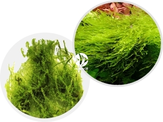 IN-VITRO Stringy Moss - Mech rosnący pionowo